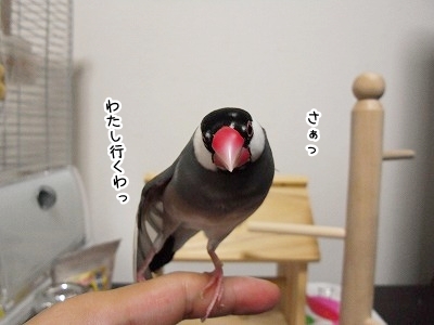 ブンチョ日誌
