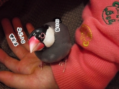 ブンチョ日誌