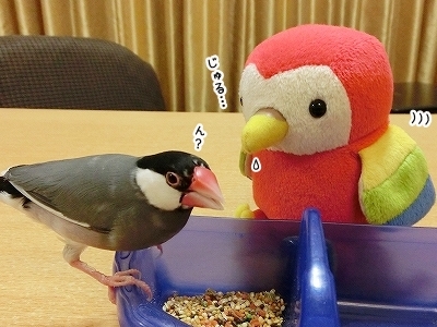 ブンチョ日誌