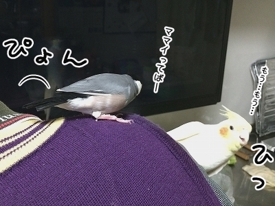 ブンチョ日誌