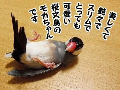 ブンチョ日誌