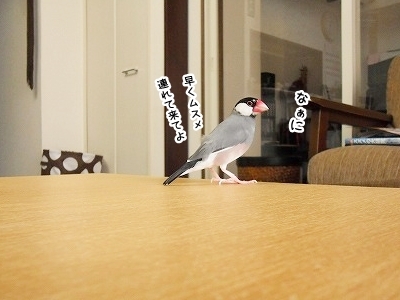 ブンチョ日誌