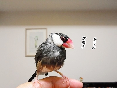 ブンチョ日誌