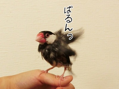 s-CIMG0329
