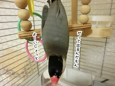 ブンチョ日誌