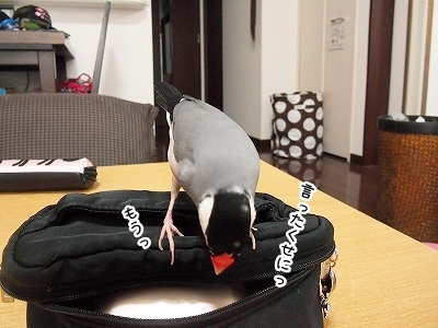 ブンチョ日誌