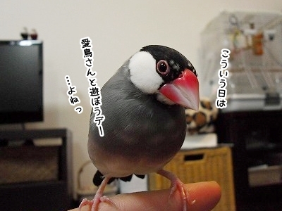 ブンチョ日誌