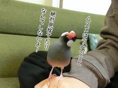 s-CIMG3701