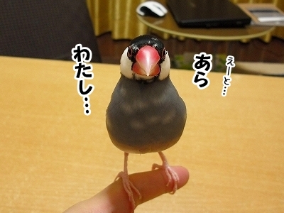 ブンチョ日誌