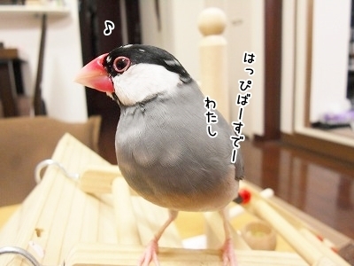 ブンチョ日誌