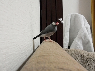 ブンチョ日誌