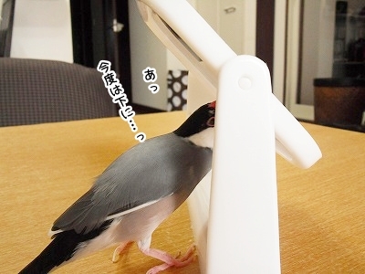 ブンチョ日誌