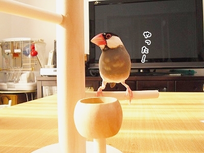 ブンチョ日誌