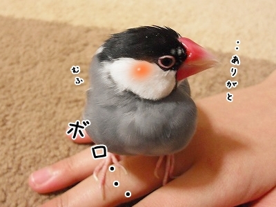 ブンチョ日誌