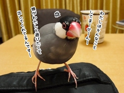 ブンチョ日誌