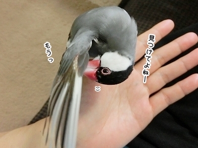 ブンチョ日誌