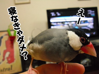 ブンチョ日誌