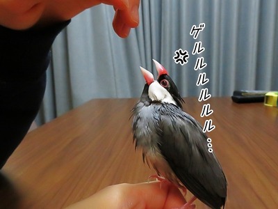 s-IMG_3604