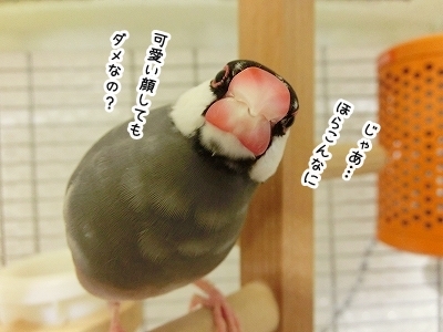 ブンチョ日誌