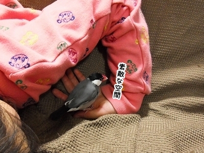 ブンチョ日誌