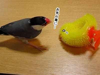 ブンチョ日誌