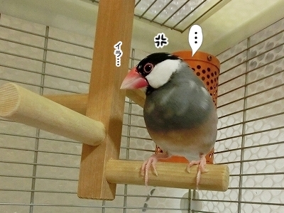 ブンチョ日誌