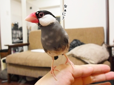 ブンチョ日誌