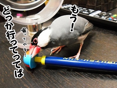 ブンチョ日誌