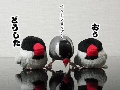 ブンチョ日誌