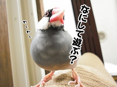ブンチョ日誌