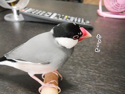 ブンチョ日誌