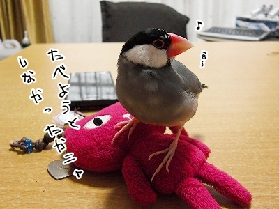 ブンチョ日誌