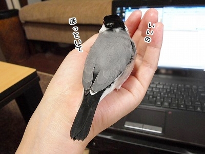 ブンチョ日誌