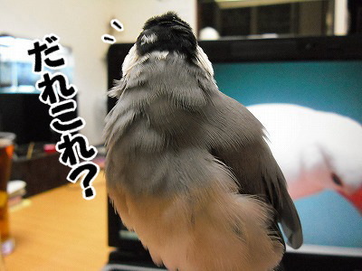 ブンチョ日誌