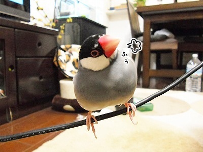 ブンチョ日誌