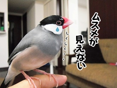 ブンチョ日誌