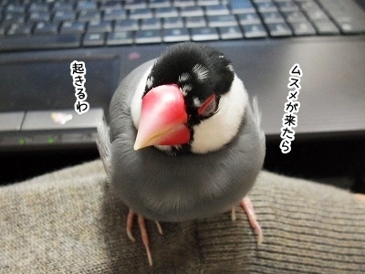 ブンチョ日誌