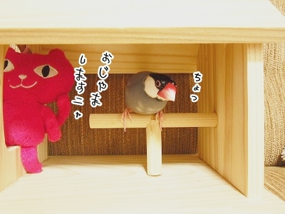 ブンチョ日誌