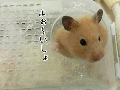 s-CIMG9818