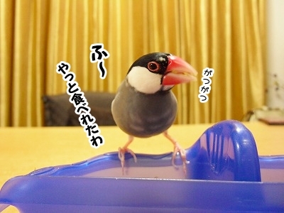 ブンチョ日誌