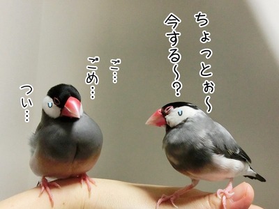 s-CIMG2694