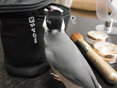 ブンチョ日誌