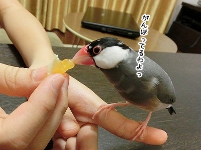 ブンチョ日誌