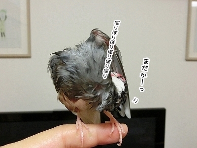ブンチョ日誌