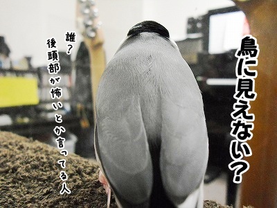 ブンチョ日誌
