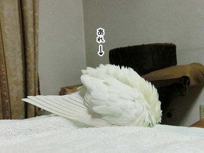 ブンチョ日誌