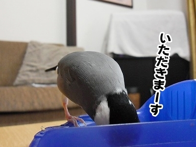 ブンチョ日誌