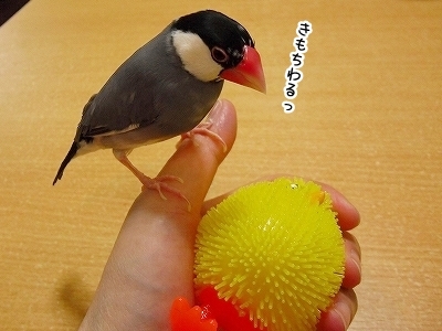 ブンチョ日誌