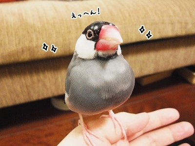 ブンチョ日誌
