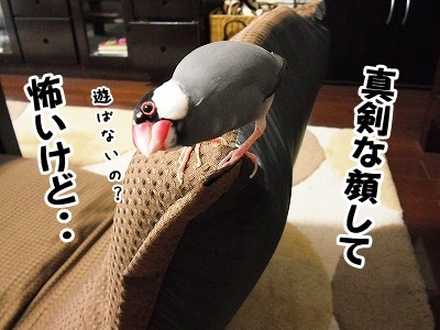 ブンチョ日誌